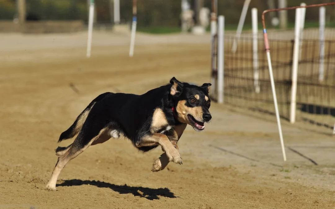 Greyhound Racing: Heritage, Mechanics, and Ethical Debate