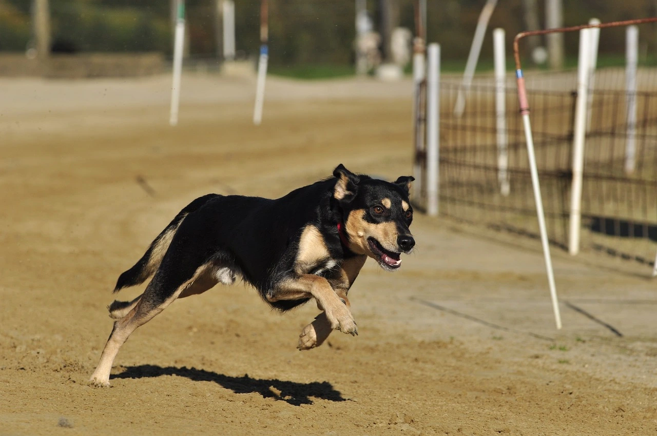 Explore Greyhound Racing at PIWI247