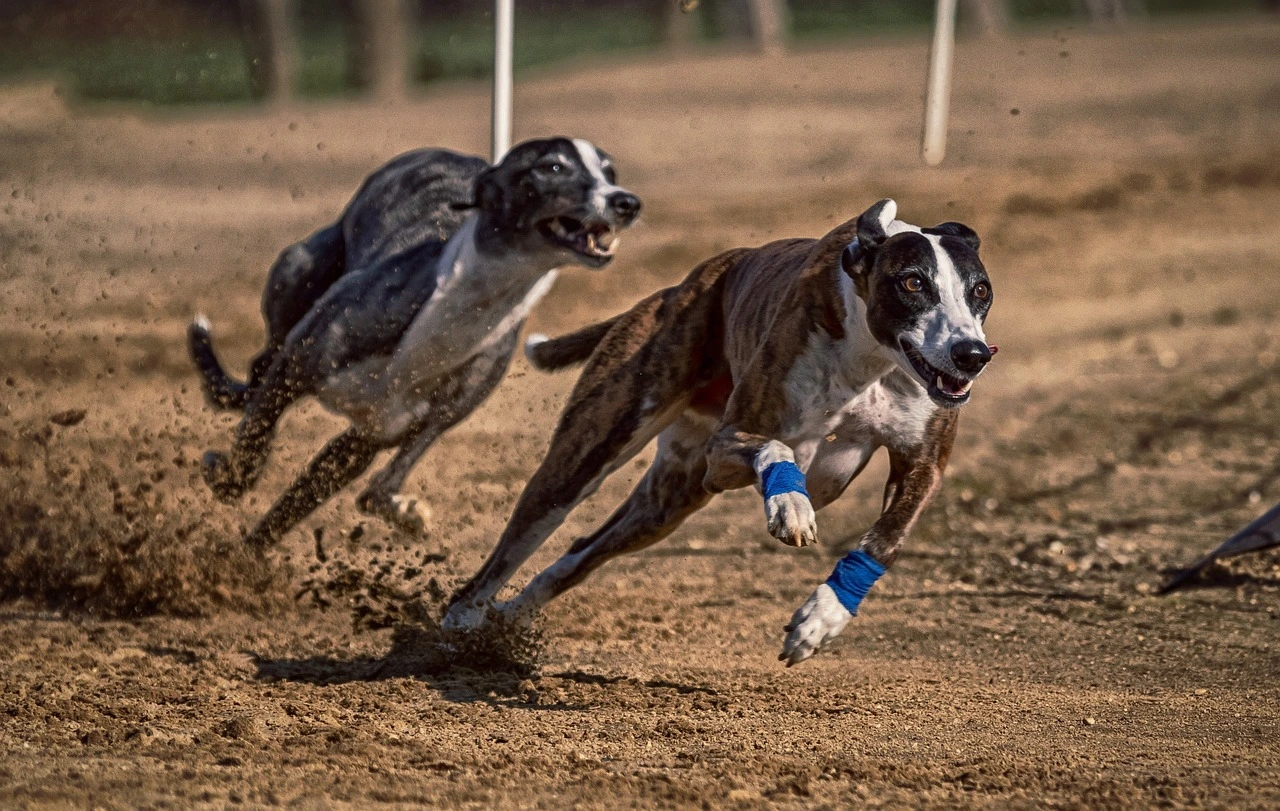Greyhound Racing Heritage and Mechanics