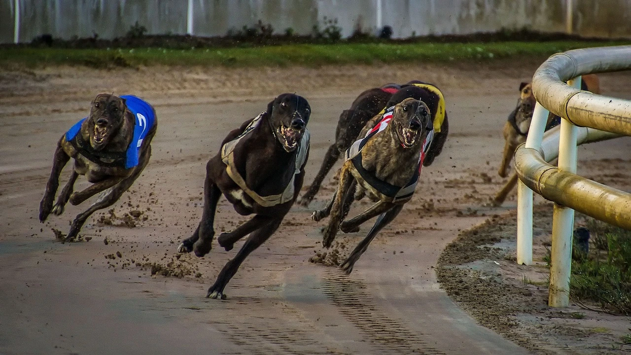 Greyhound Race Betting Tips for Beginners