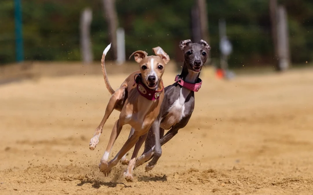 Essential Greyhound Race Betting Tips for Beginners